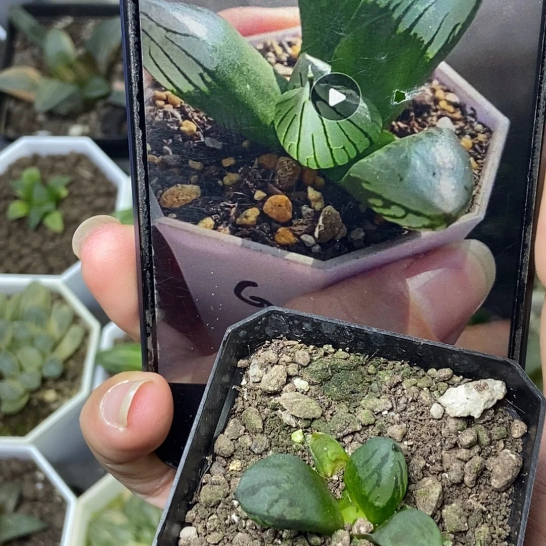 裹般若实生2号一物一拍