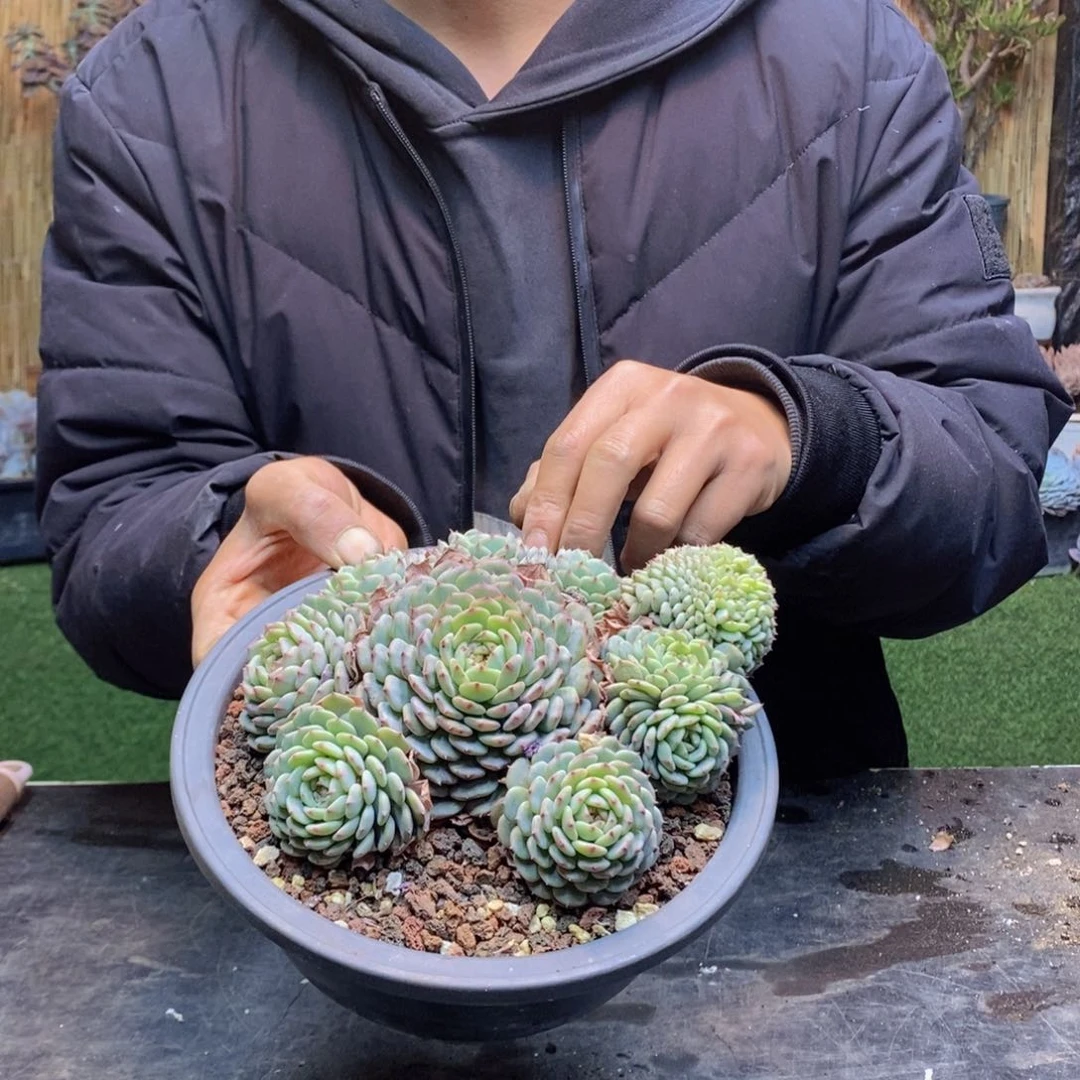 锦***门D246 白胖子缀化