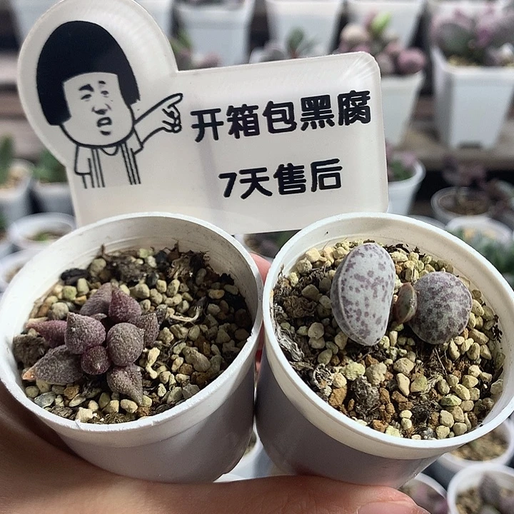 新手组合6 —专拍专拍（开箱包黑腐7天售后）