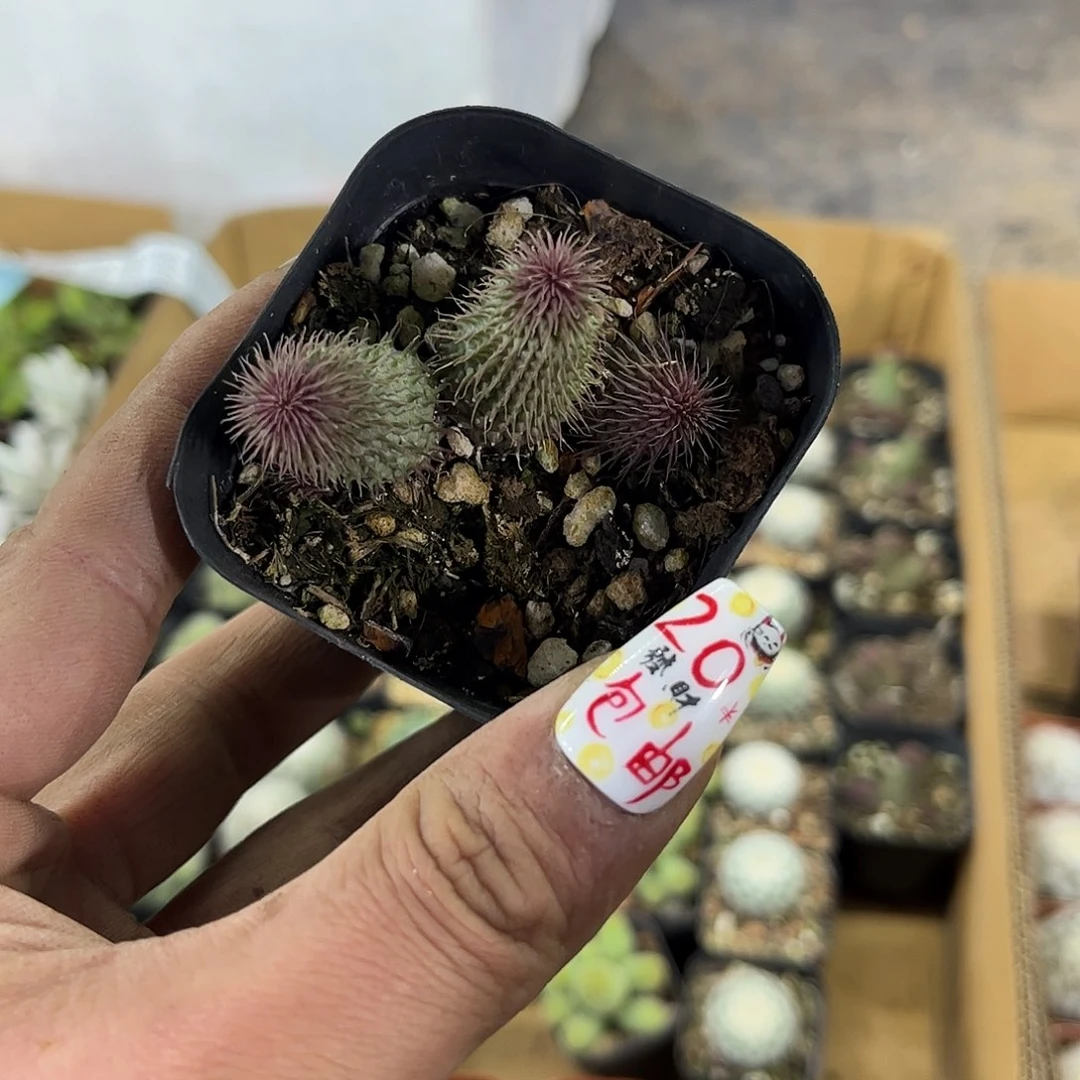 阿修罗有根发货有根发货