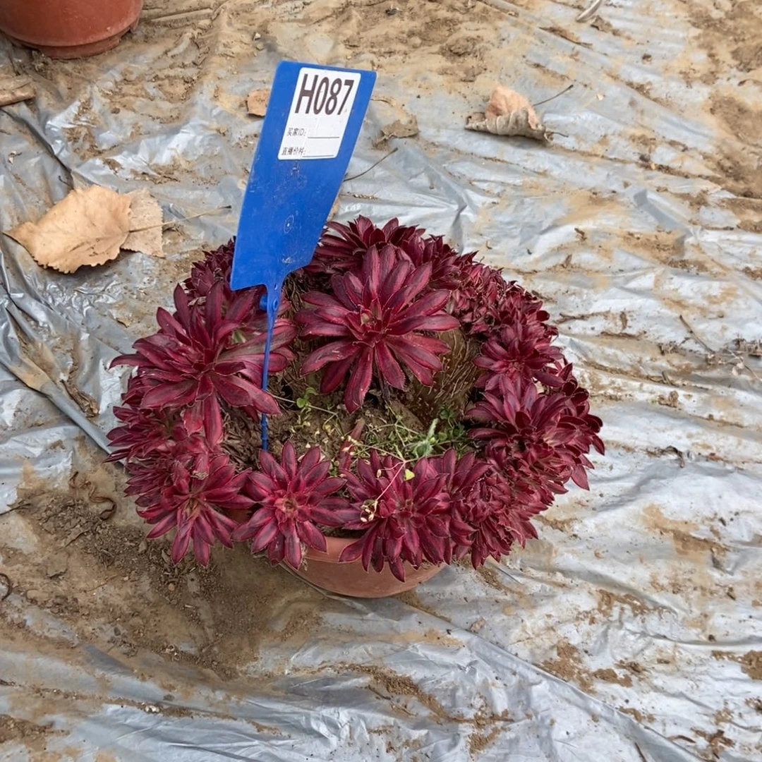 雪****087朱雀缀化干伤处理