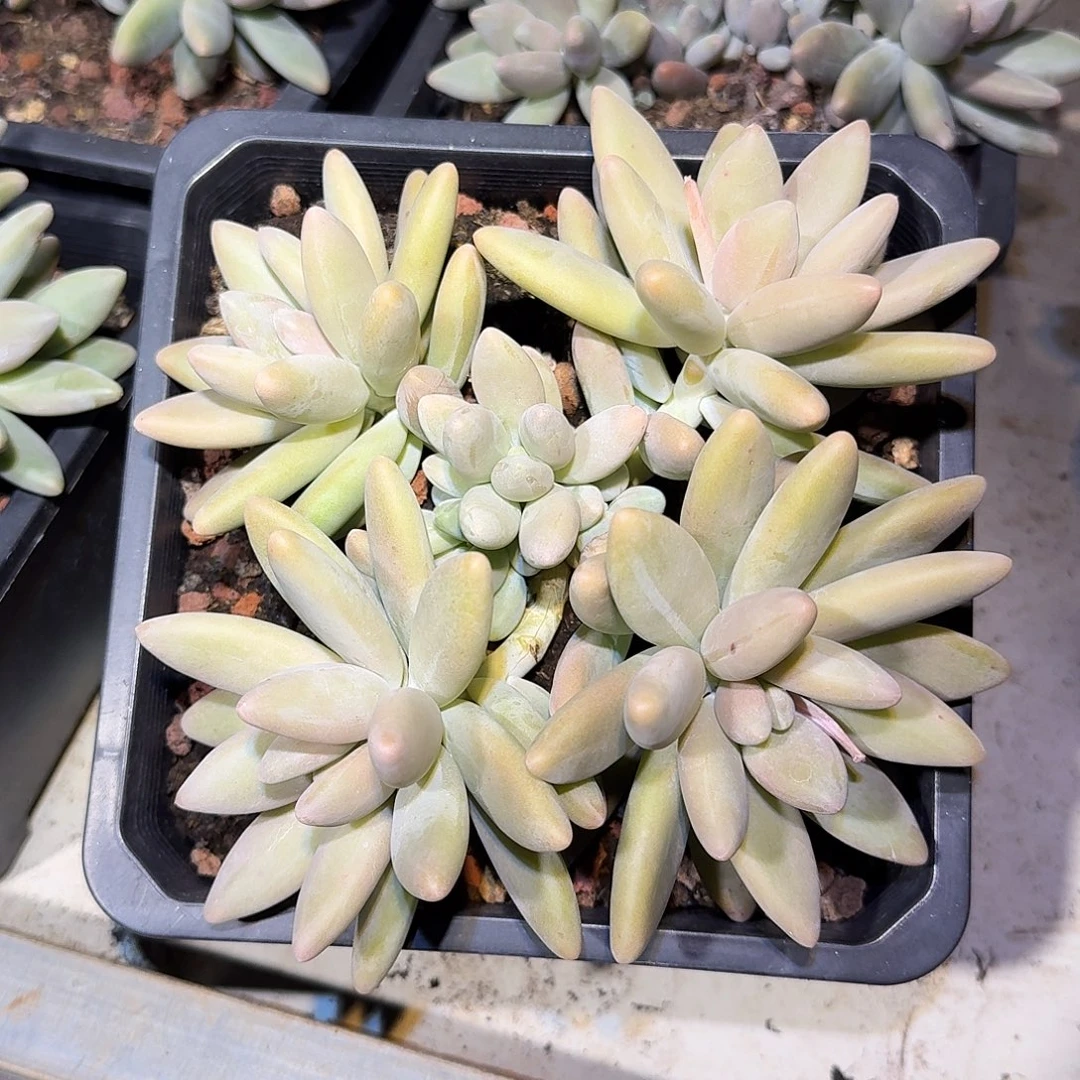 白兰地整无砍群生