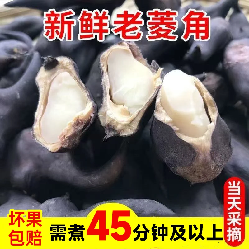 湖北老菱角 新鲜菱角 3斤/5斤 包邮 煮熟后粉糯 自家种植现摘现发