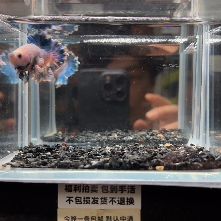 斗鱼竞拍跑单拉黑1日83