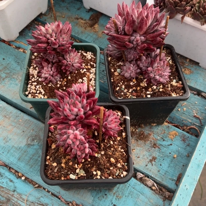 精品多肉植物老桩随机发一棵虞美人