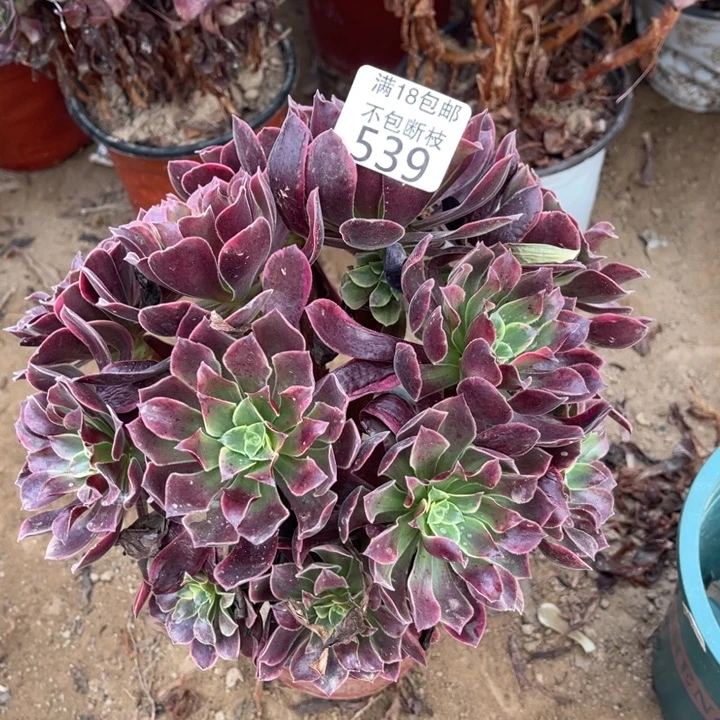 539金丝雀绣球1号棚