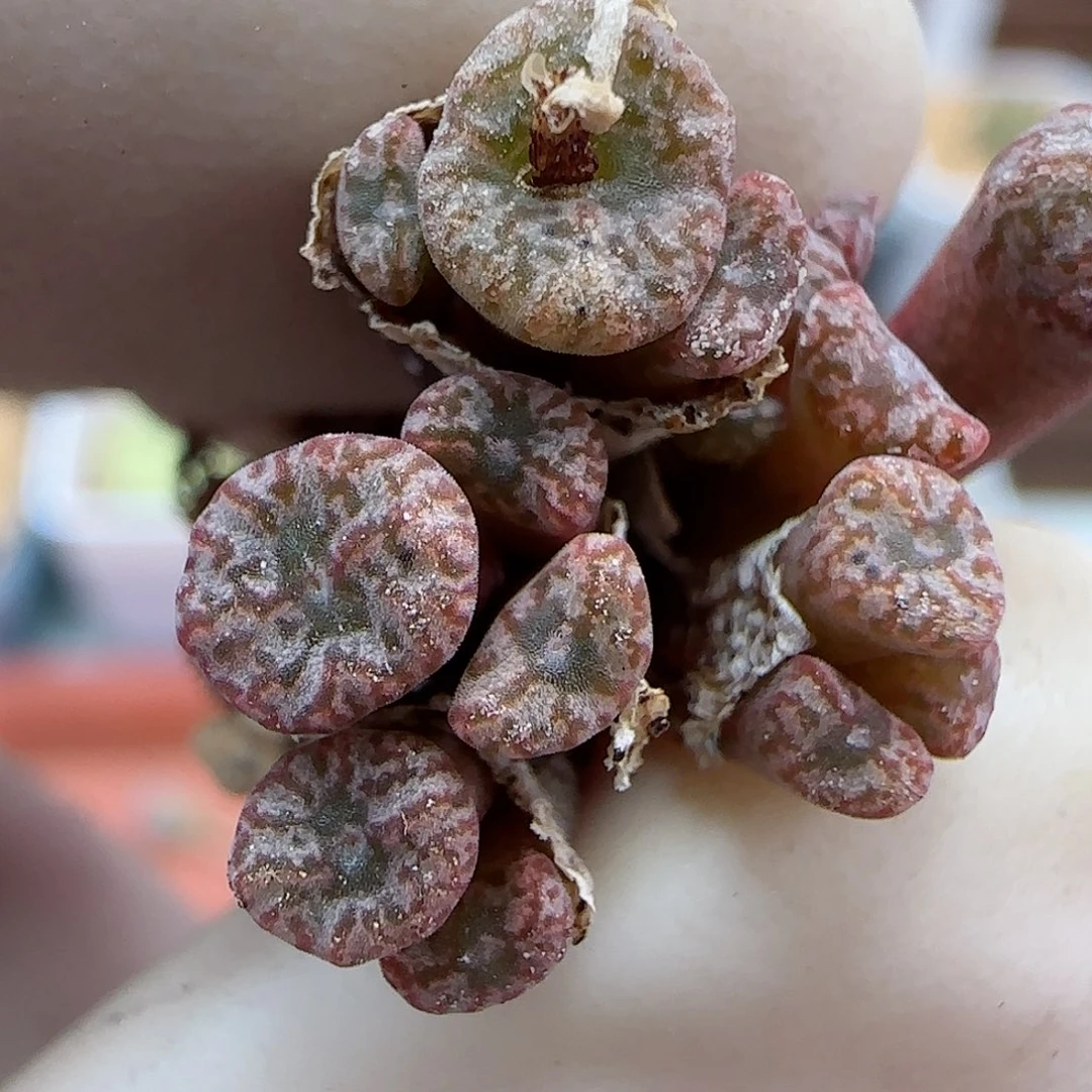 220红珊瑚小型种