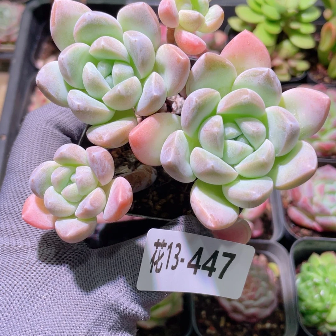 花利美13-447奶糖