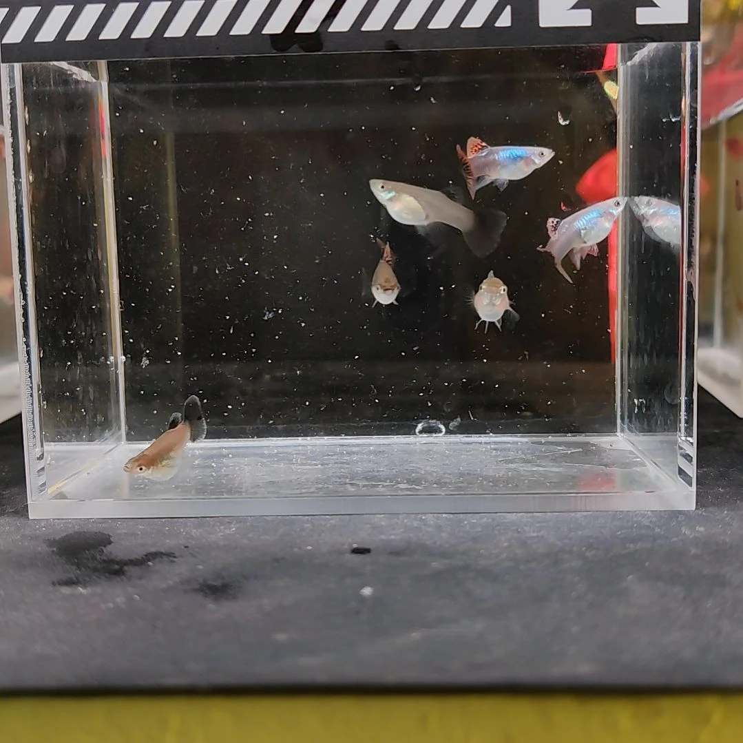 孔雀鱼编号32七彩龙鳞球