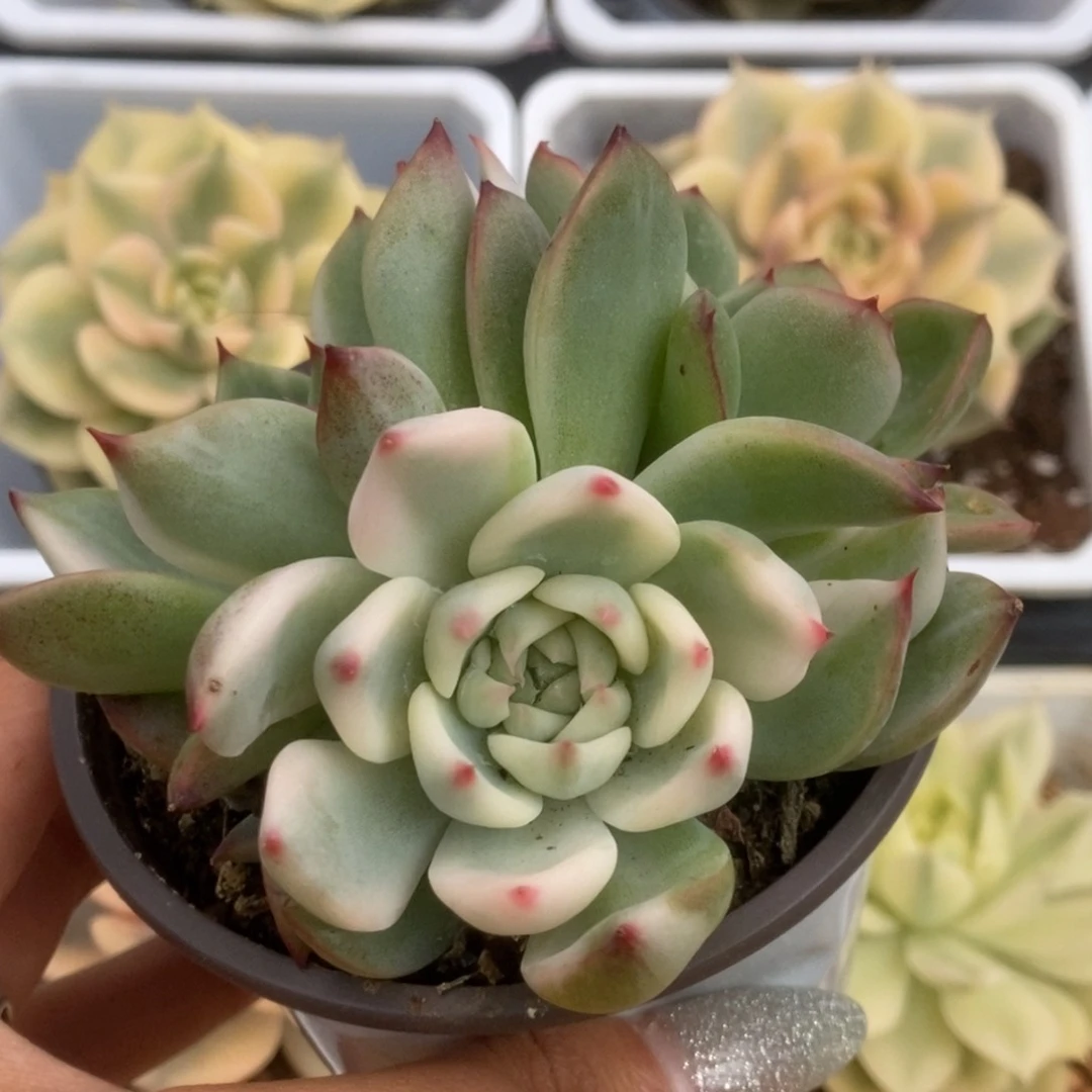 059锦锦锦锦锦锦锦锦