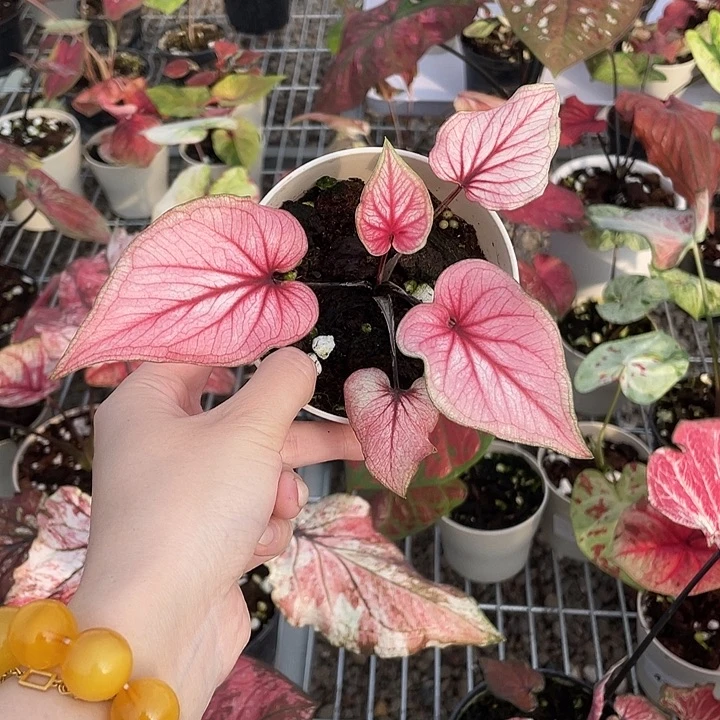 无花朵个体养定发货