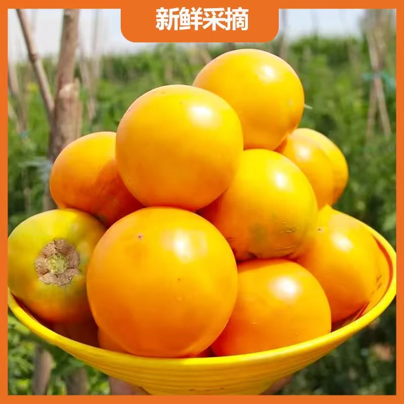 内蒙古巴彦淖尔新鲜采摘黄番茄鲜果一箱（6斤装）