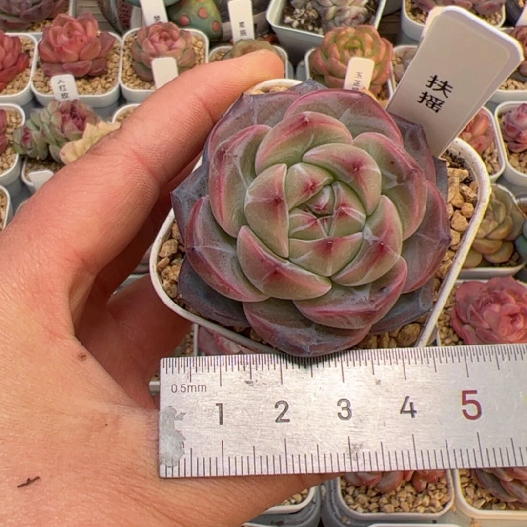 片**静346 多肉植物组合