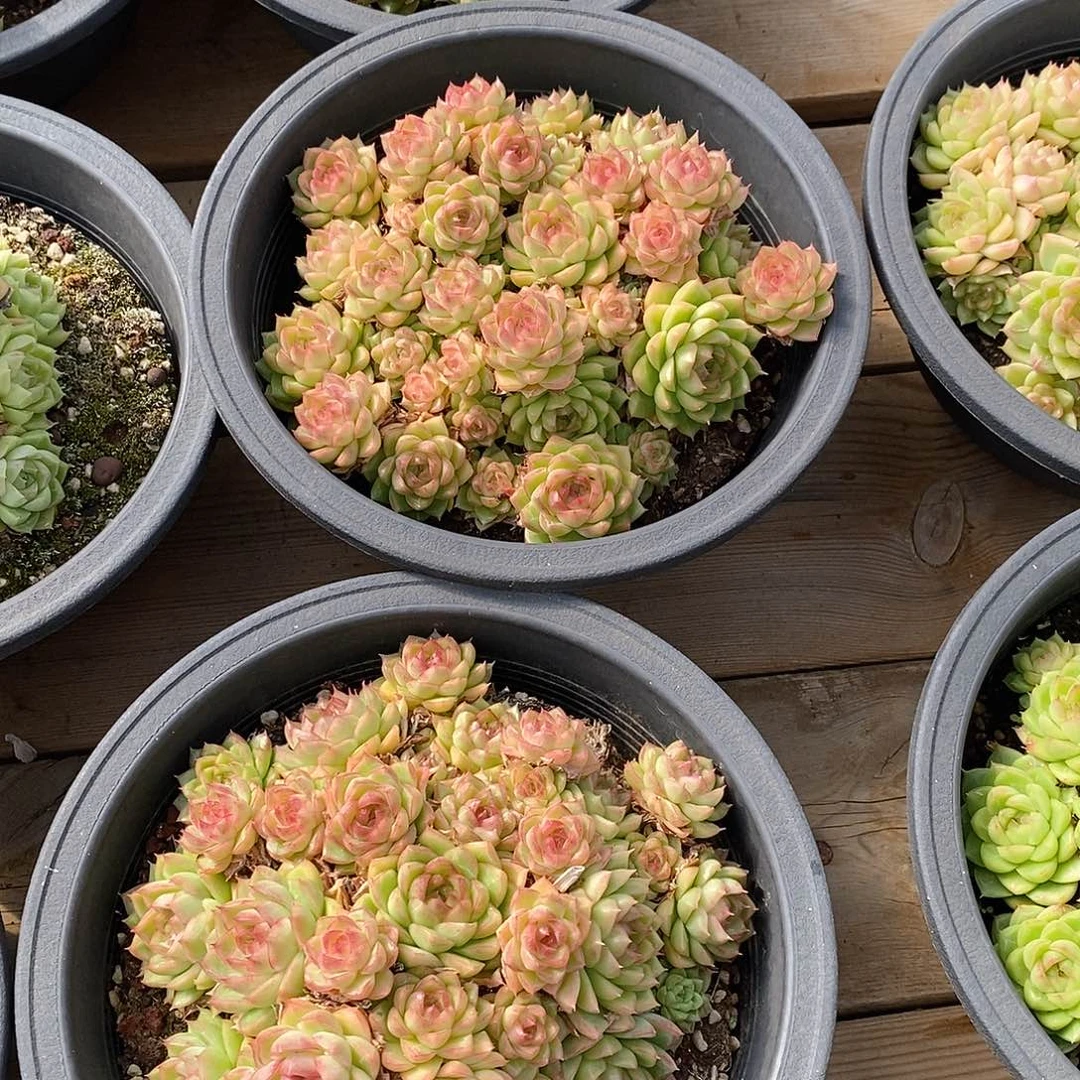 45 红女王  大群生