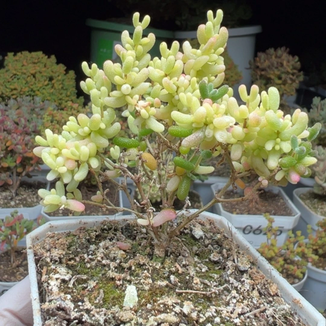 C796开播福利米粒阴阳锦