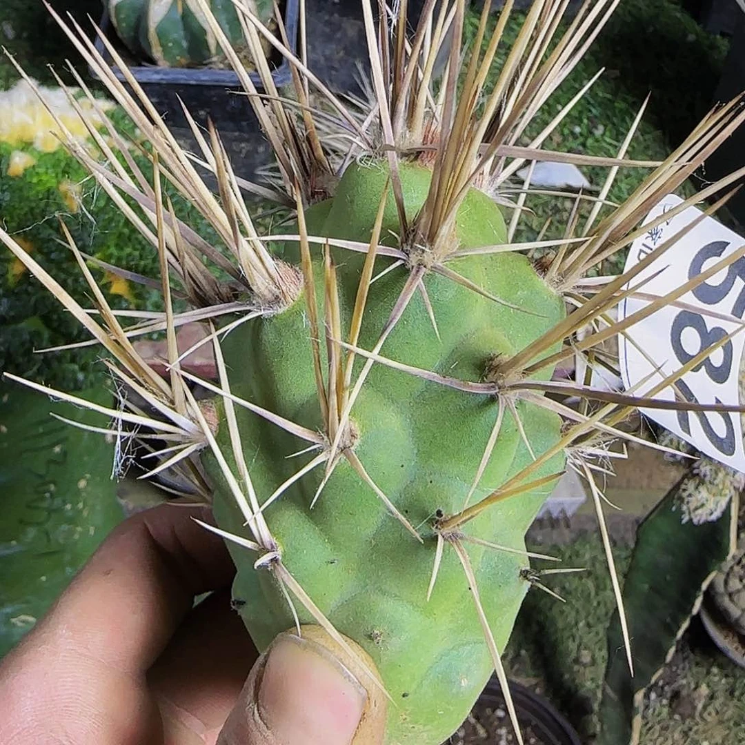 产地狂刺582仙人球