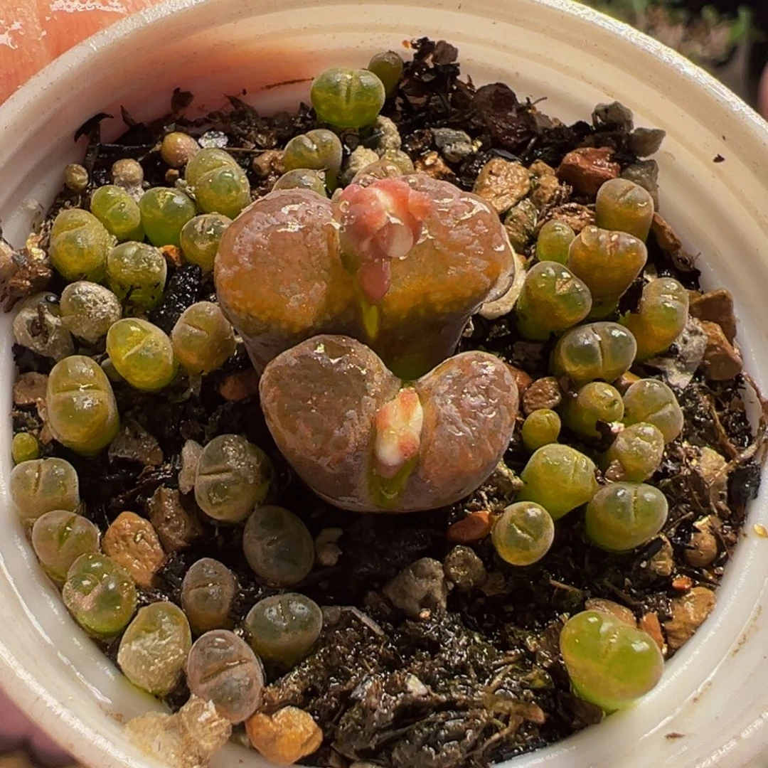 风铃多肉植物带盆