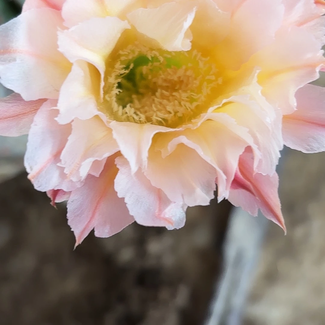 45 号实生带根仙人球20包邮