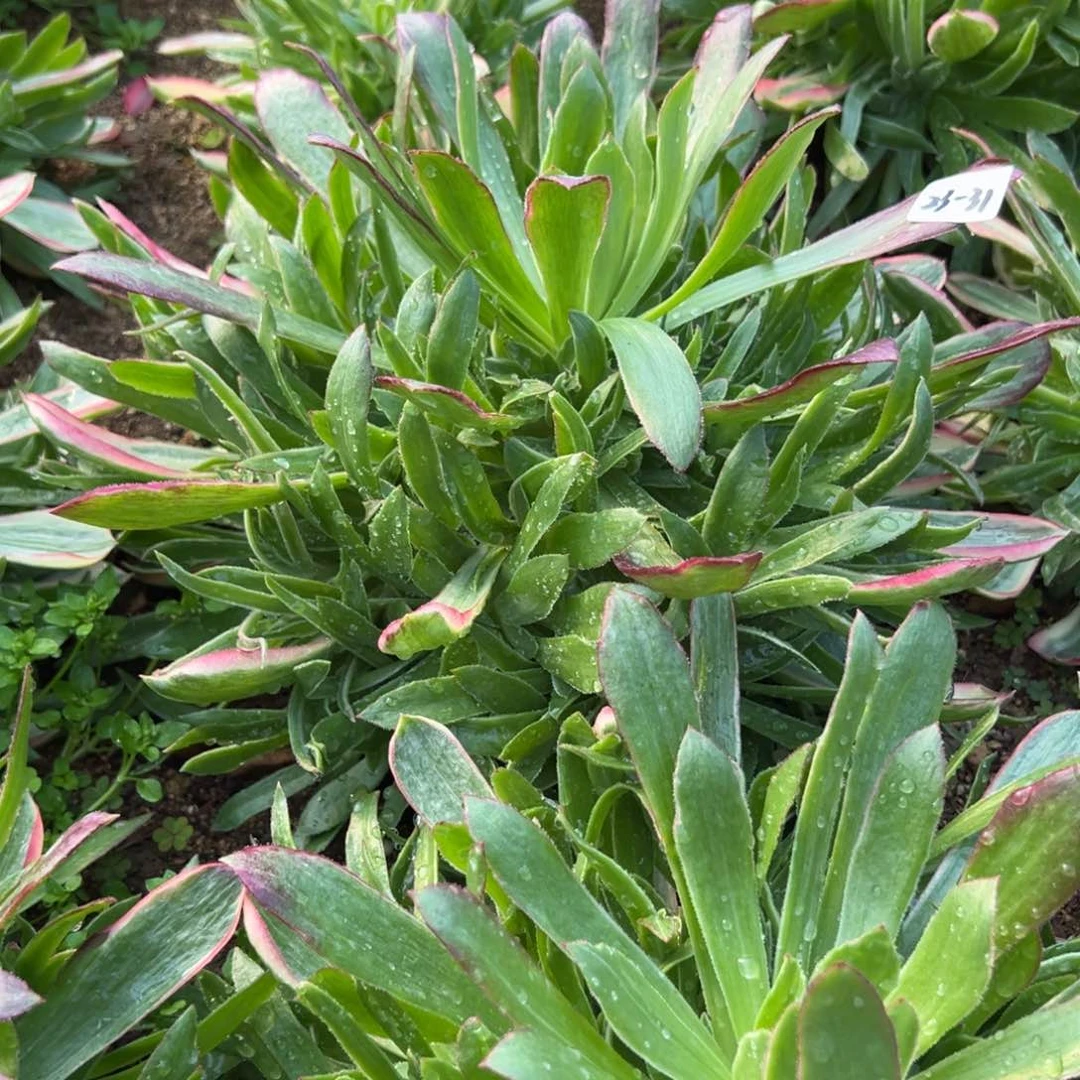 31男神多肉多肉多肉