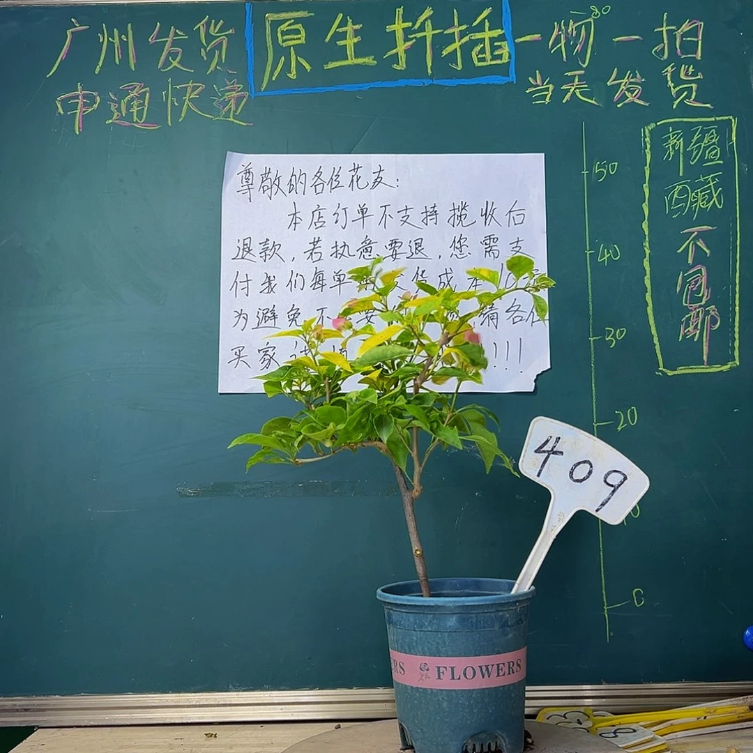 当前无花栽培后可以开花斑红樱409