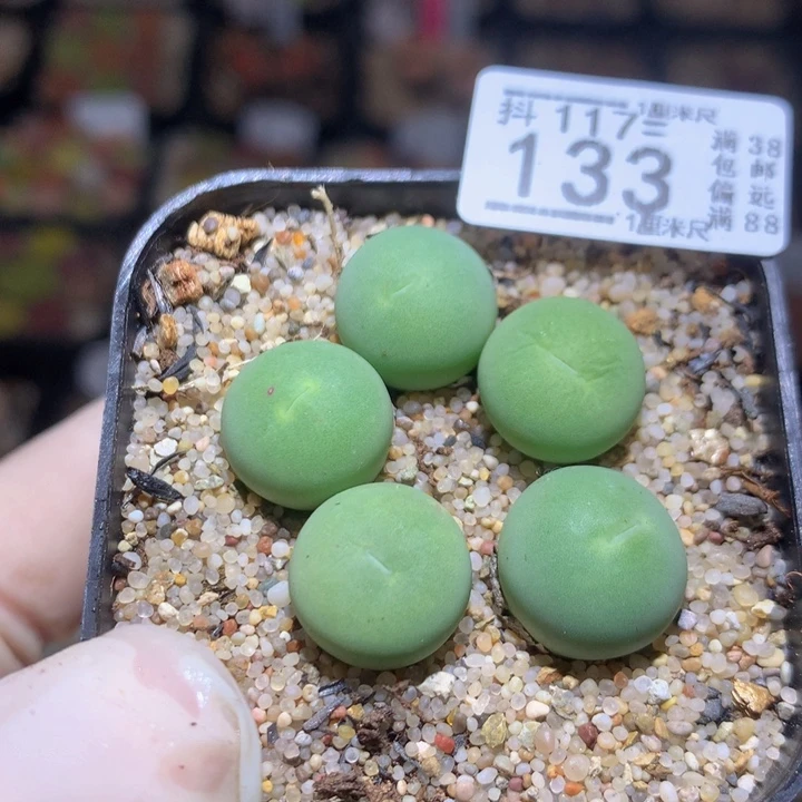 精品生石花117.133