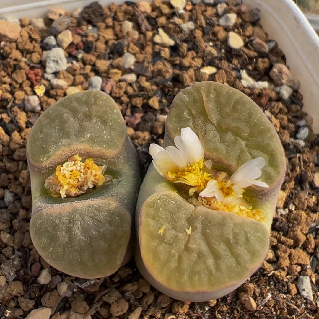 45多肉植物百科磁铁
