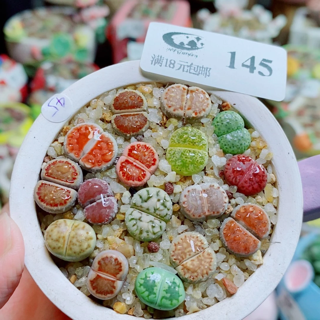 生石花花花花开了145