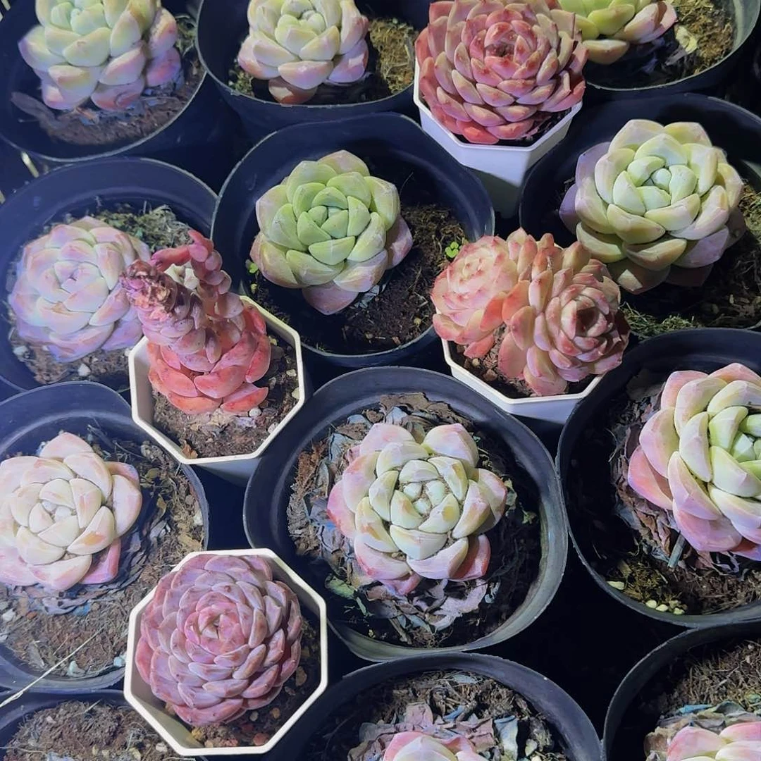 屿*一物一拍一退不换还哈