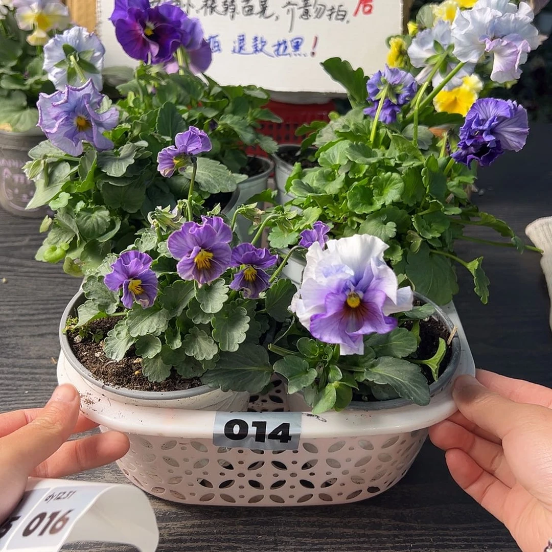大部分花苞少量开放014号