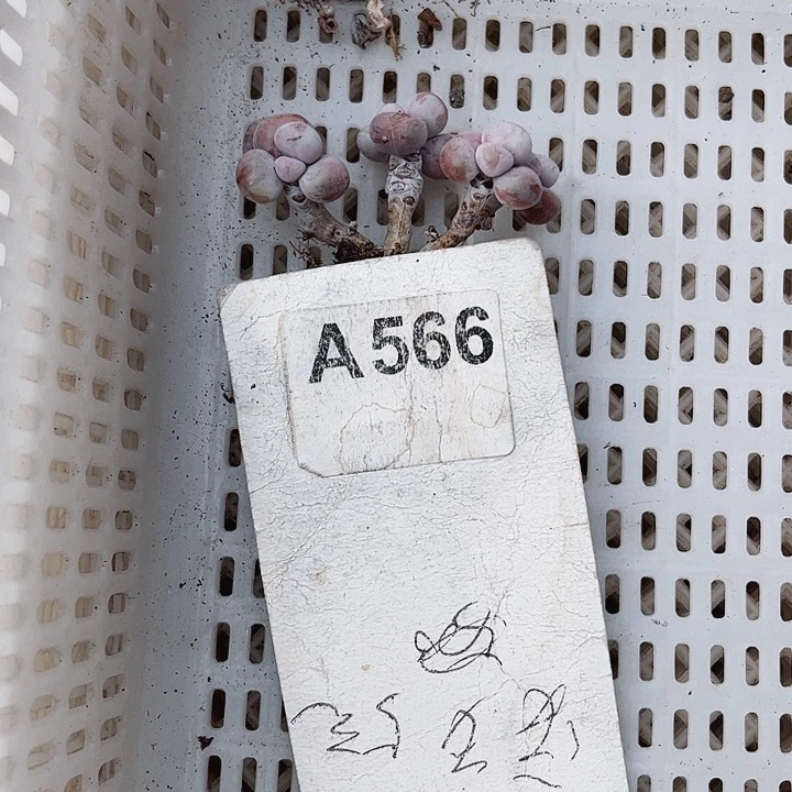 冰*566密密麻麻密密麻麻