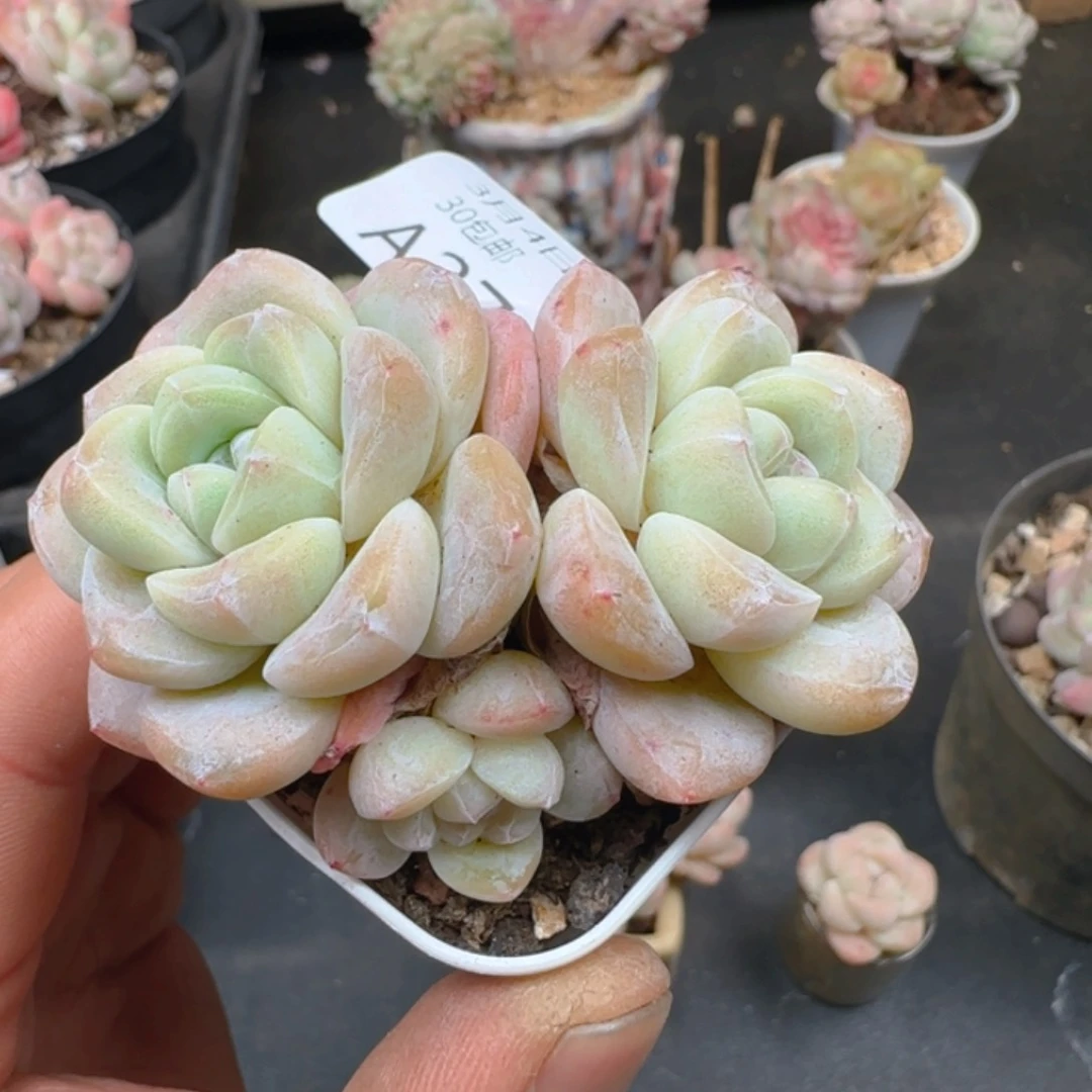 三头糖心冰玉一颗脱土发货