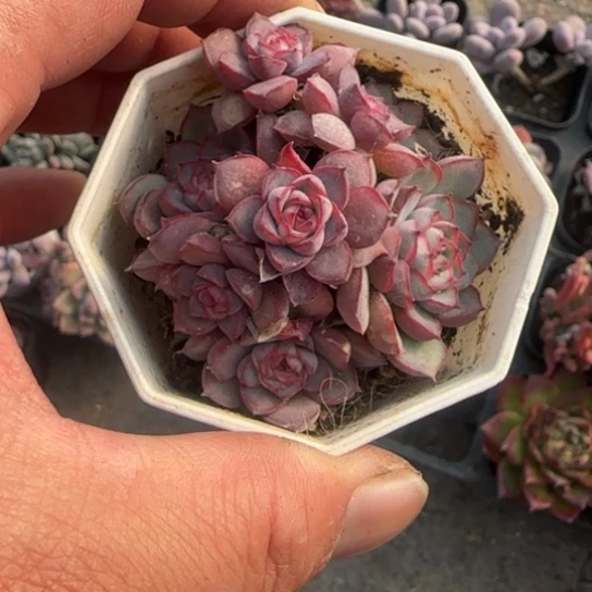 167梦幻玫瑰多肉植物多