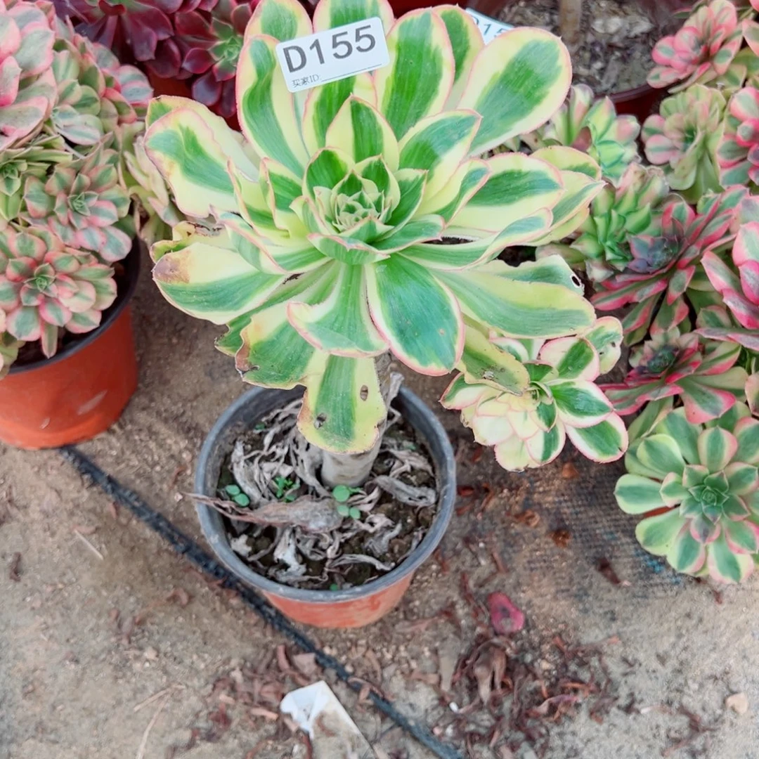 155燕姿锦多肉植物法师