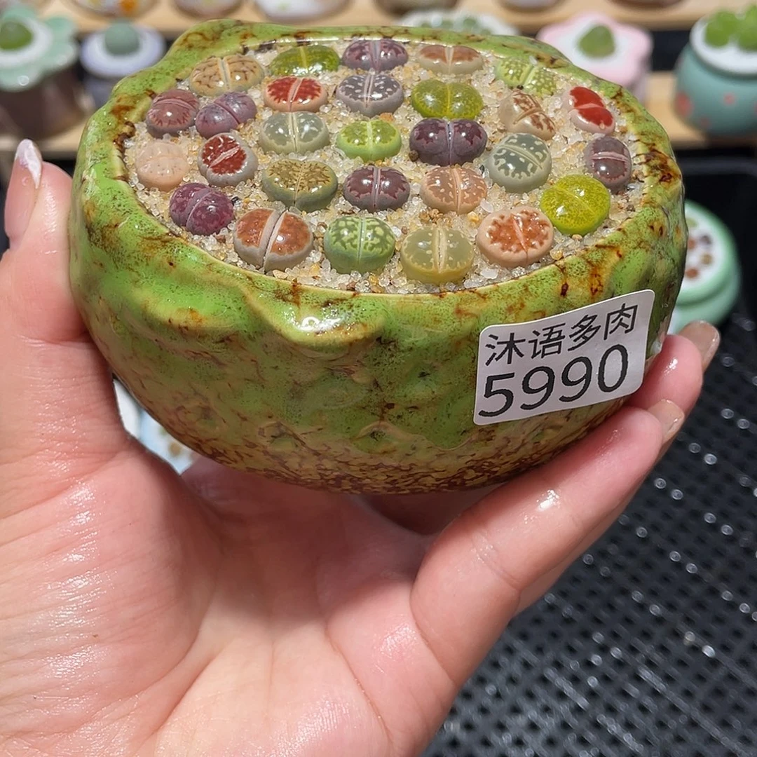 带盆土植物 一物一拍5990