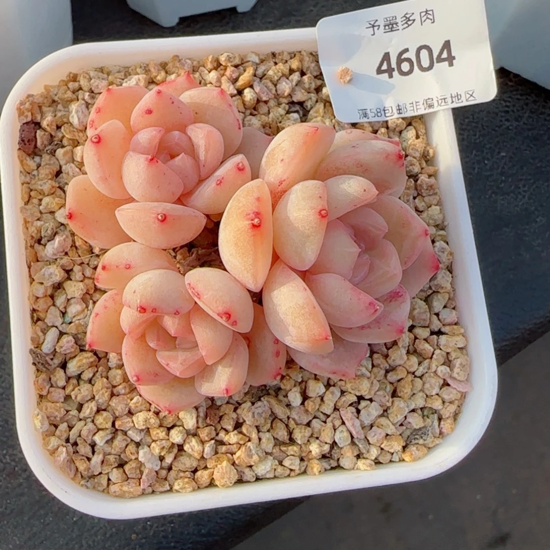 水晶桃子，4604多肉植物
