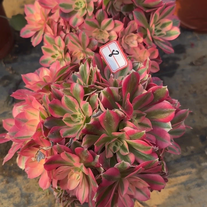 7。8女巫有砍过处理不包售后2