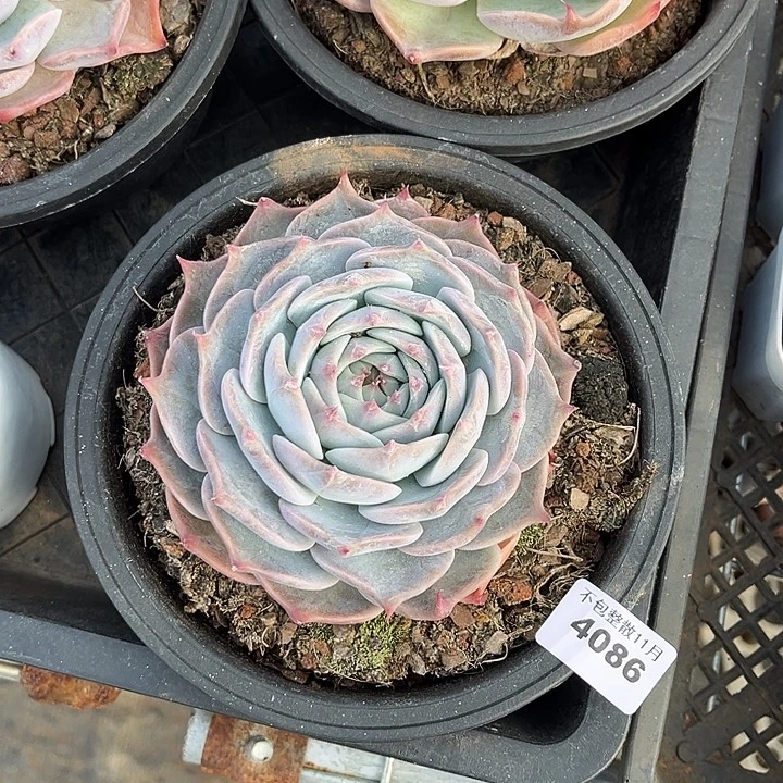 阿雅园艺。       4086皮卡丘