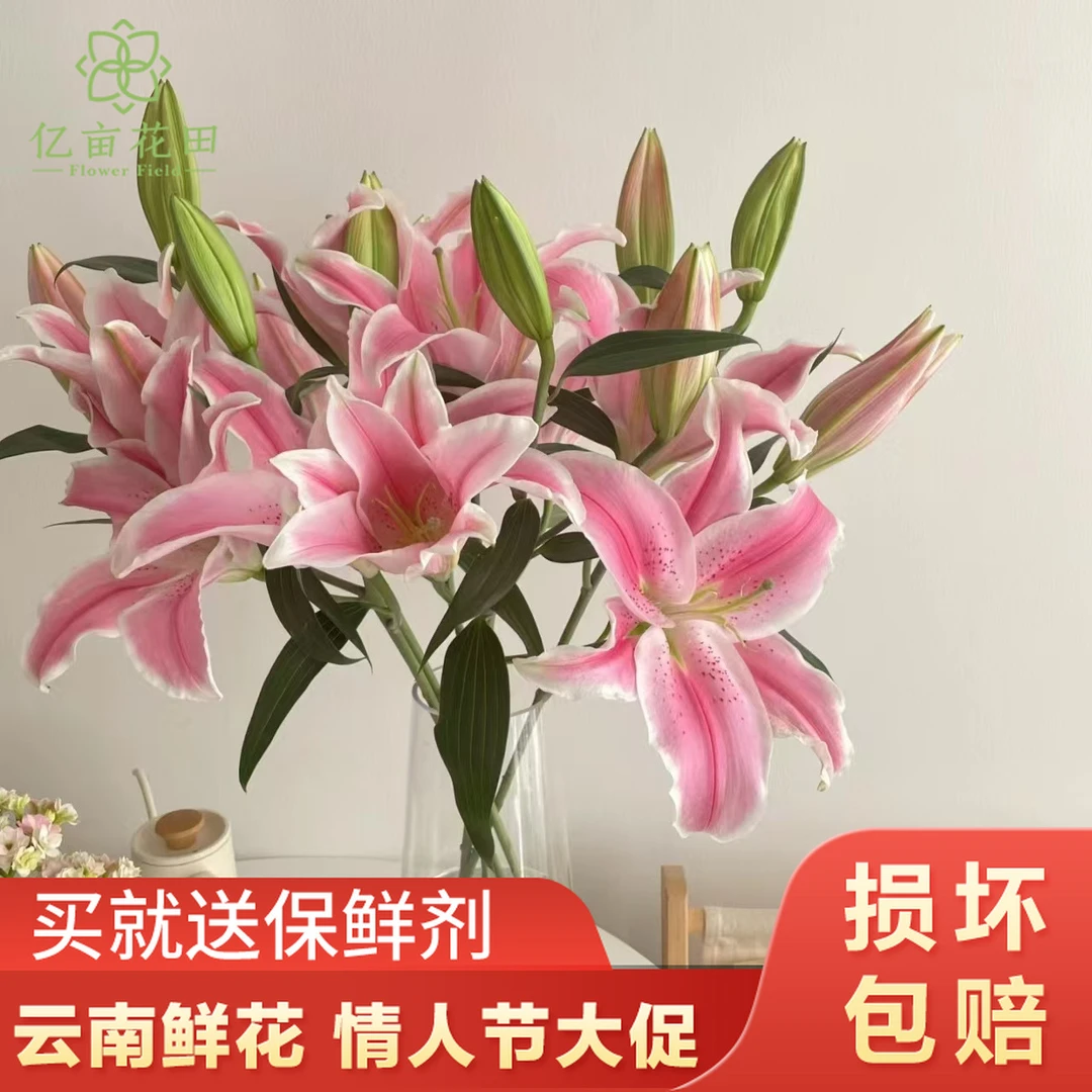 粉百合10朵（3-5支生花苞发货）包邮【1单中通 2单顺丰京东】云南鲜花