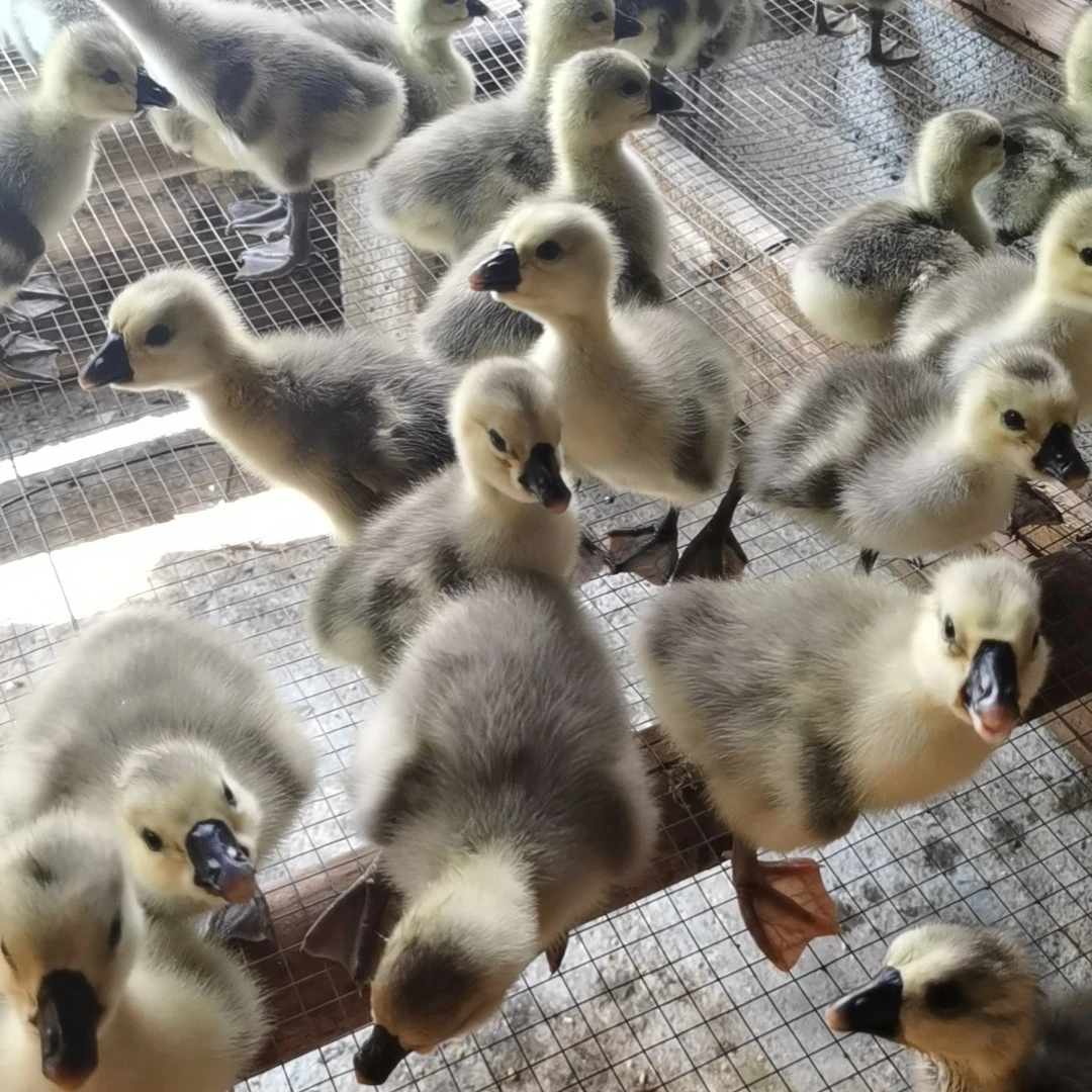 特大宠物鸭带下巴活体狮头顺丰包邮损现场挑选