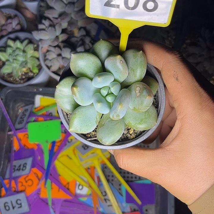 多肉植物胖体哥特208