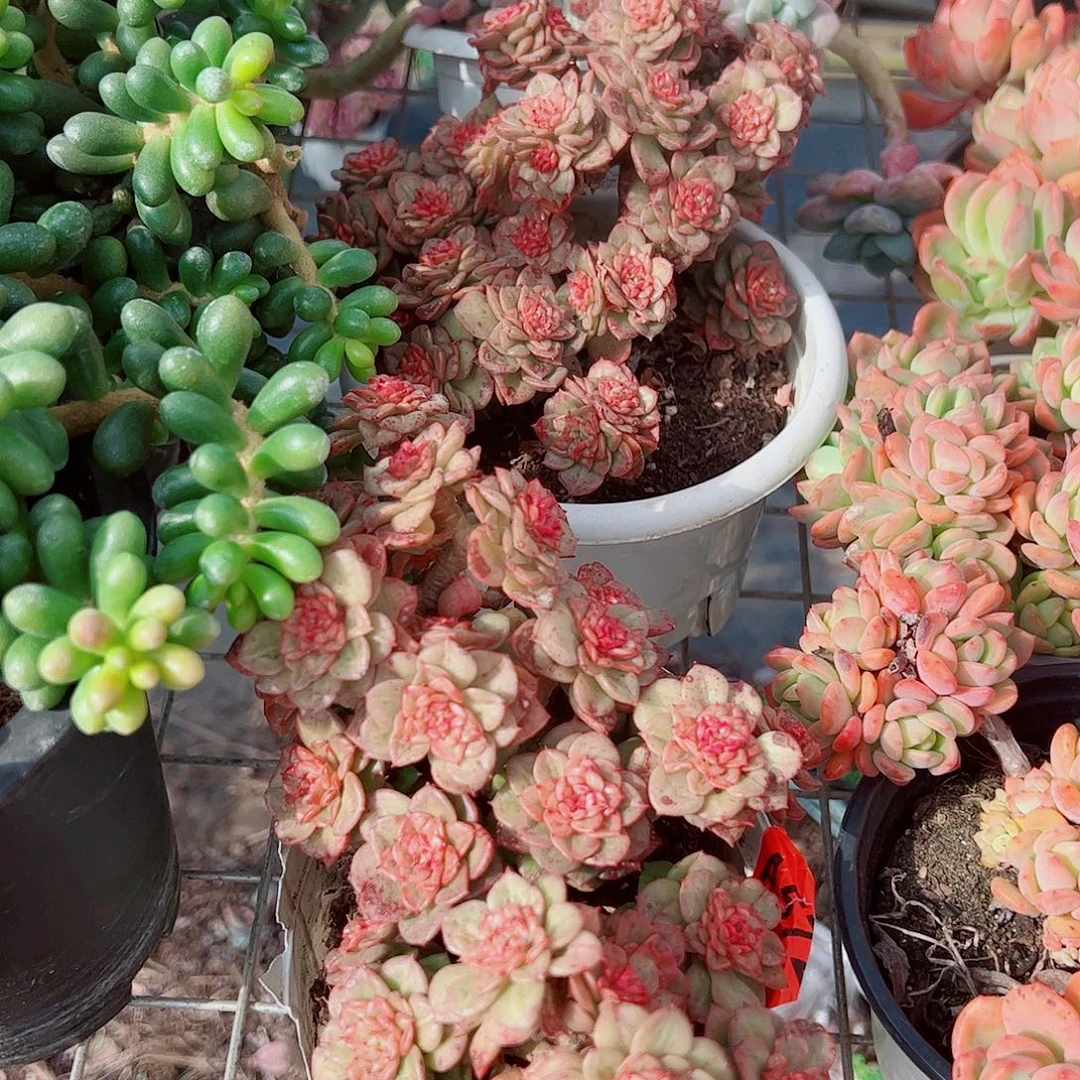 黄金蜡牡丹多头群生精品