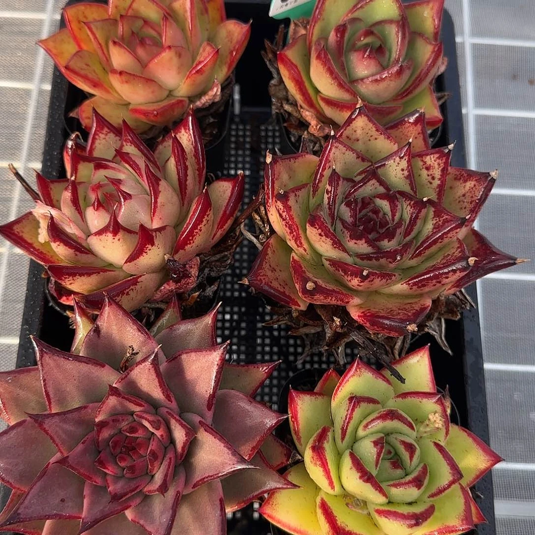 从前慢花园精选0117-13