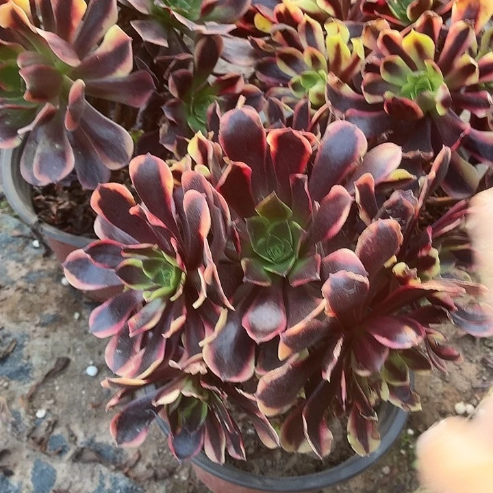 欧佳丽有断枝小棵脱土