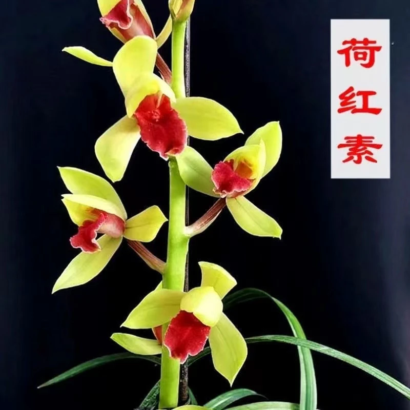 蕙兰-荷红素-人工种植组培硬化5年-连体2苗