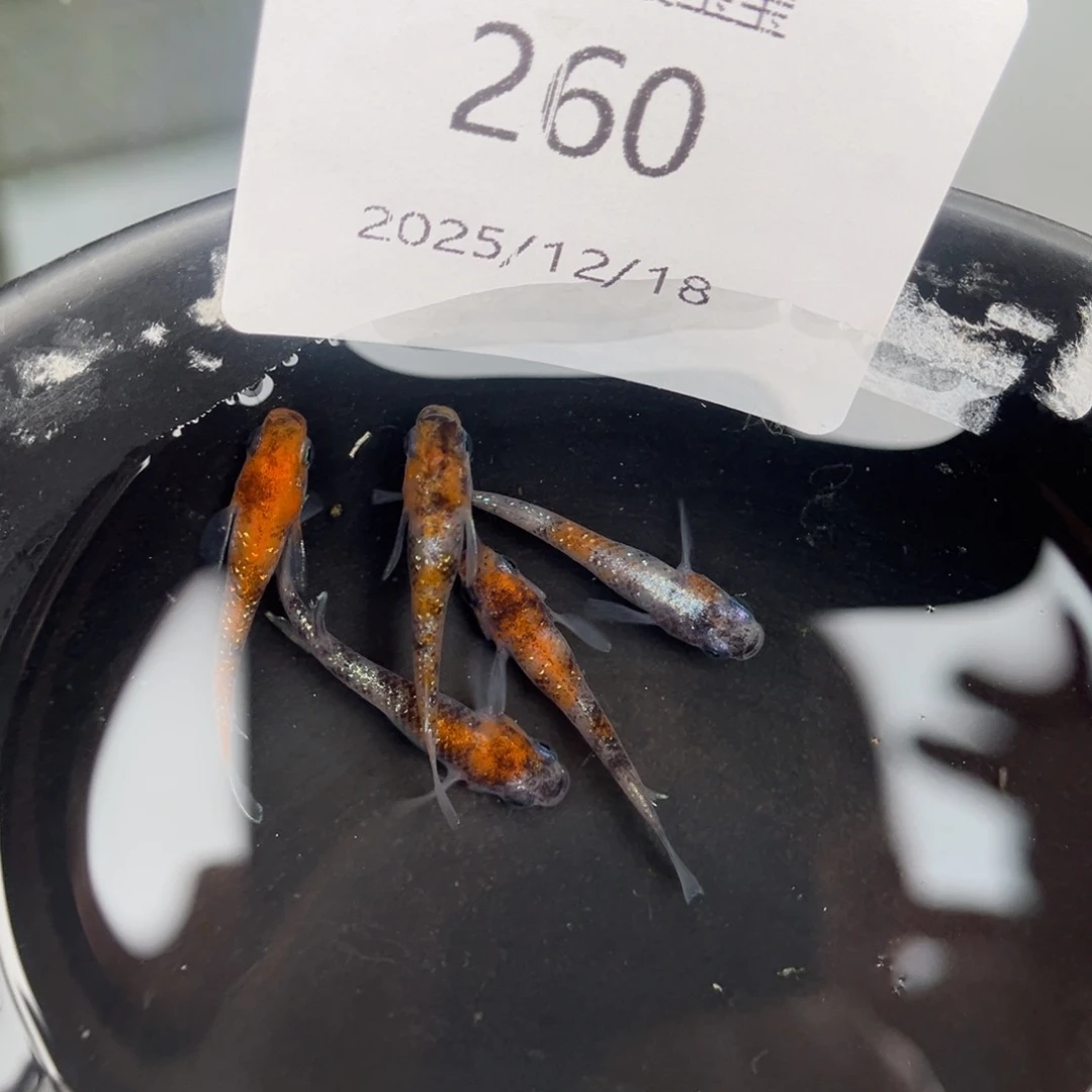 青鳉鱼260lu04五尾