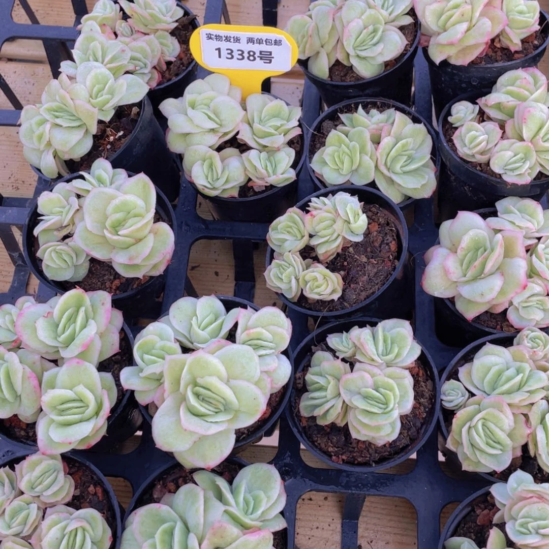 1338号 拉丝锦冰玫瑰多头群一个