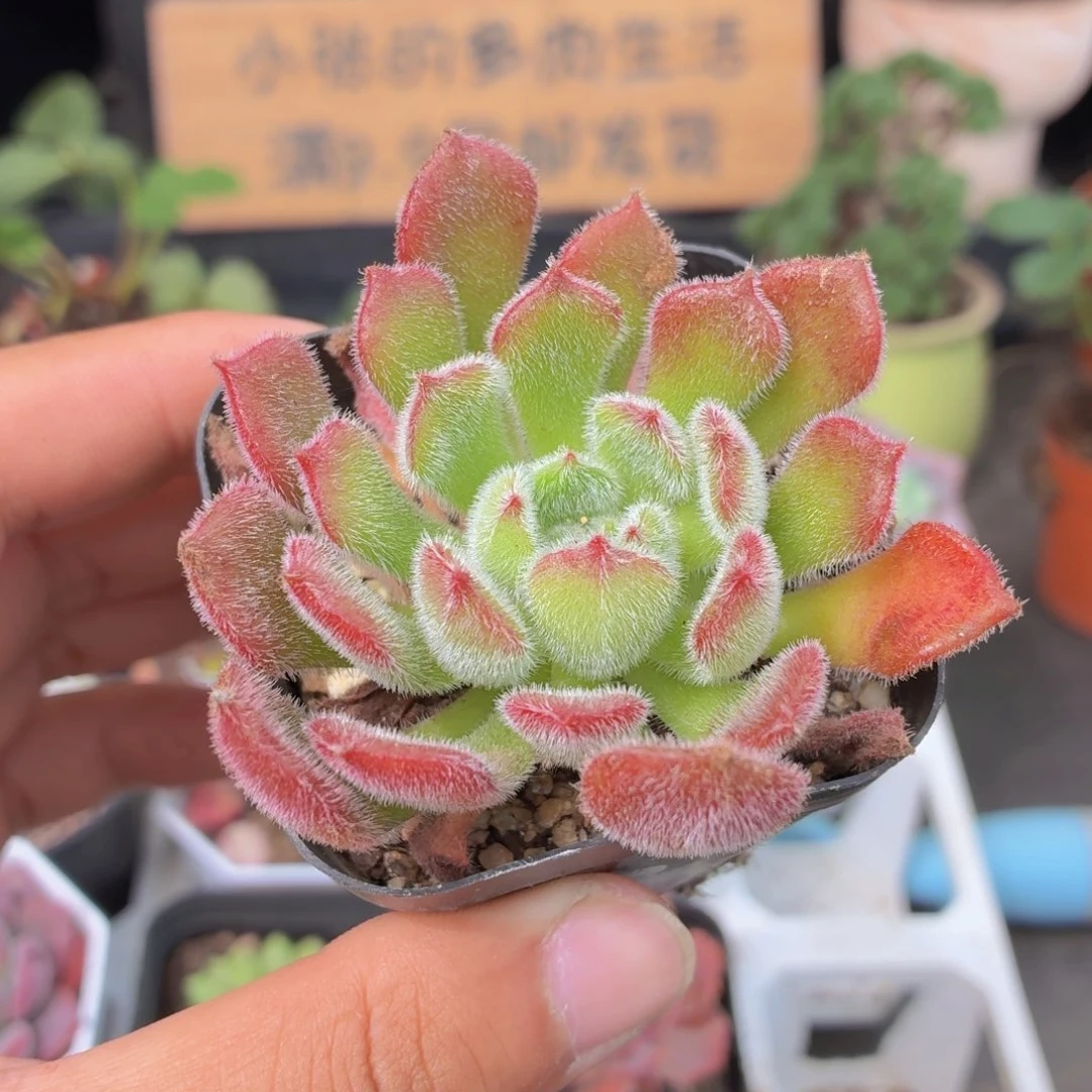 锦司晃多肉9.9包邮发货