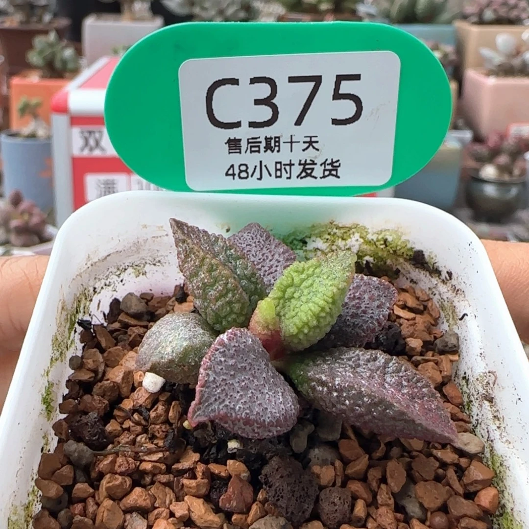 看***春夜光杯。   375。