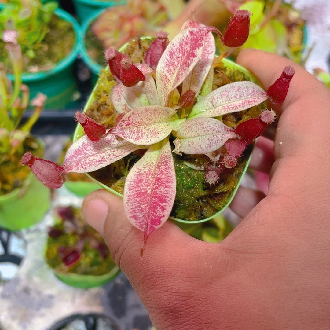 白话海岛黑月猪笼草