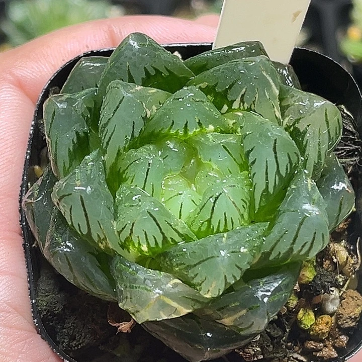 7巨大龙鳞玉露锦头家多肉十二卷